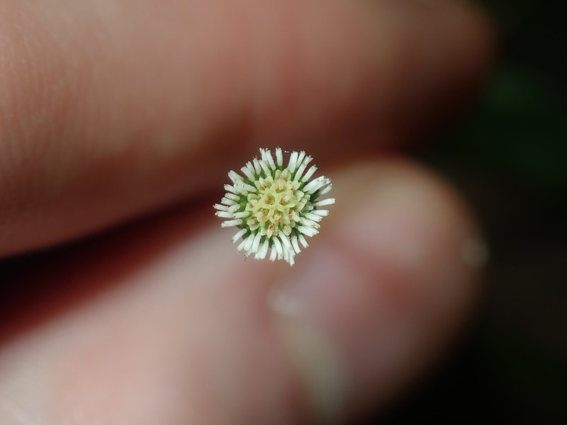 Solenogyne bellioides photo 6