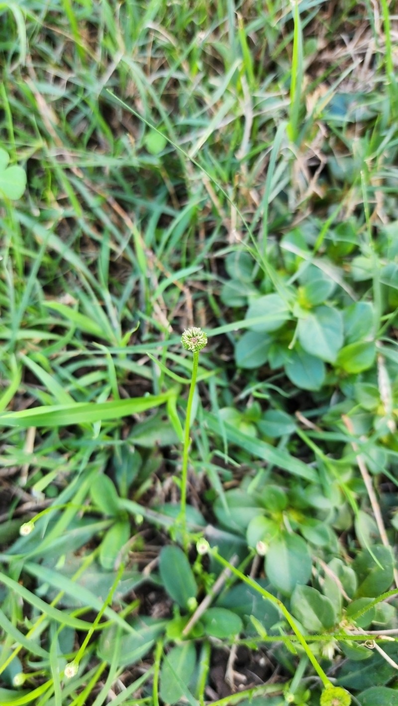 Solenogyne bellioides photo 7