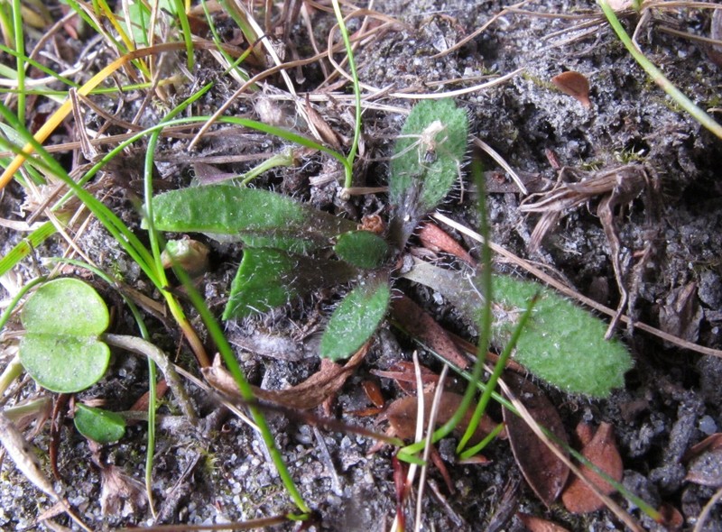 Solenogyne christensenii photo 4
