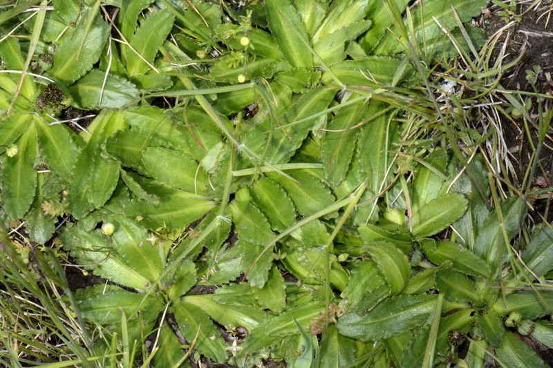 Solenogyne dominii