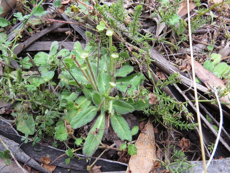 Solenogyne gunnii