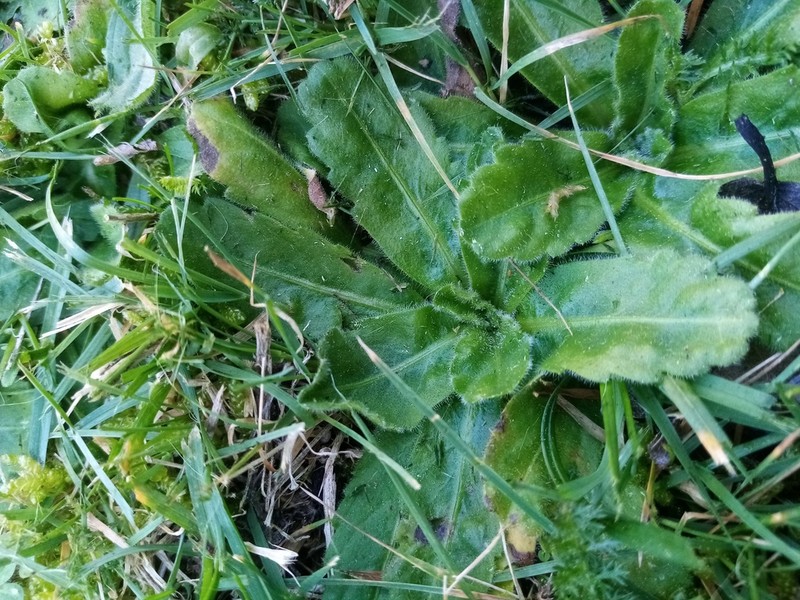 Solenogyne gunnii photo 3