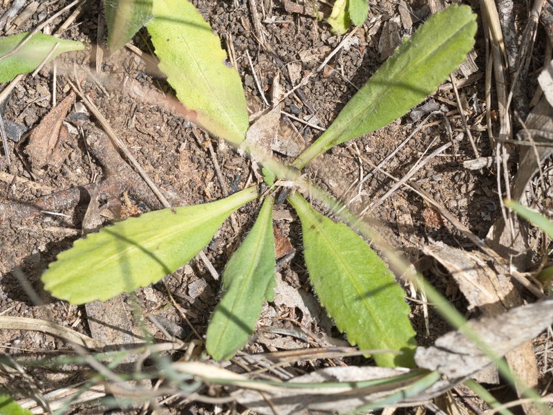 Solenogyne gunnii photo 5