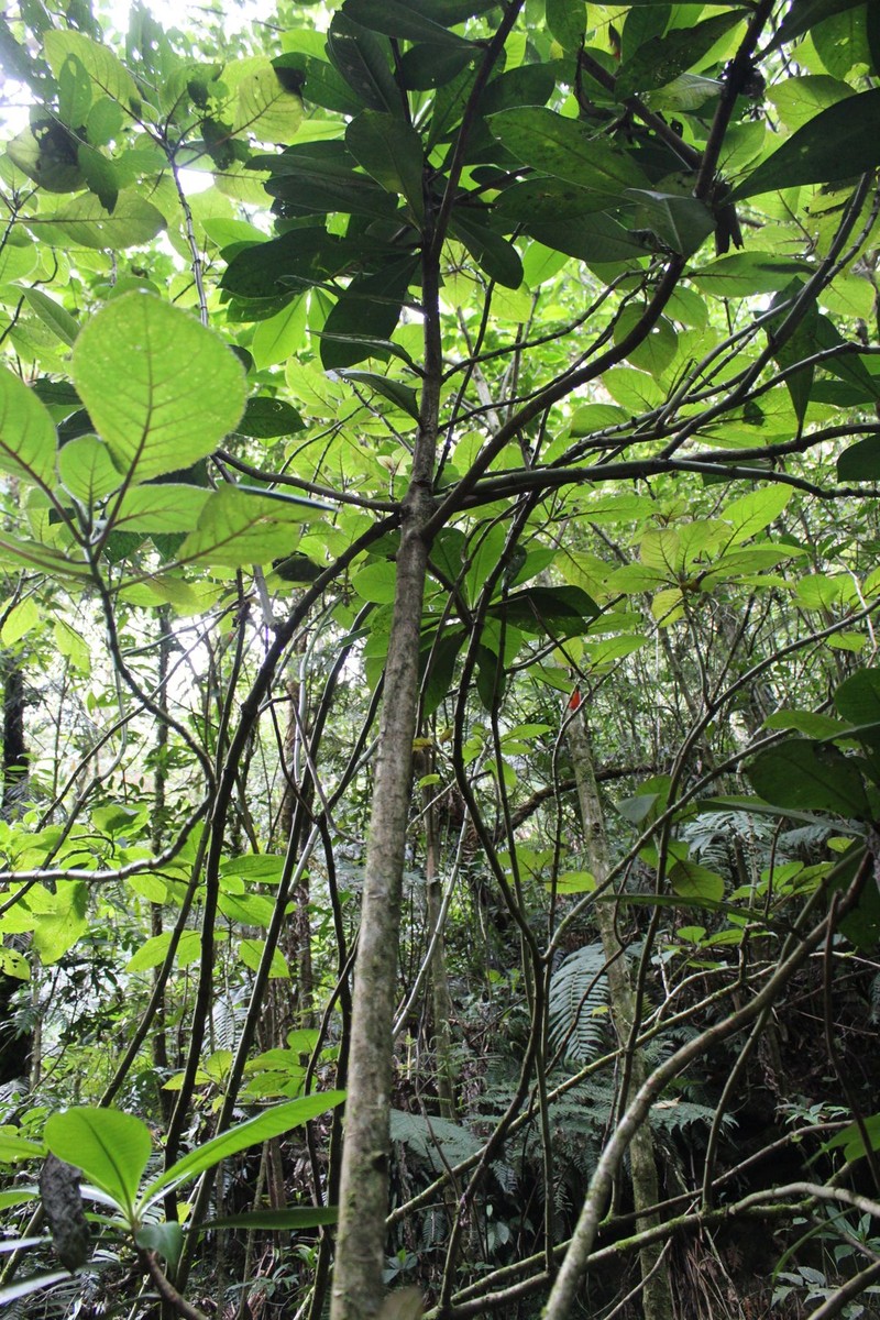 Solenophora calycosa subsp. calycosa