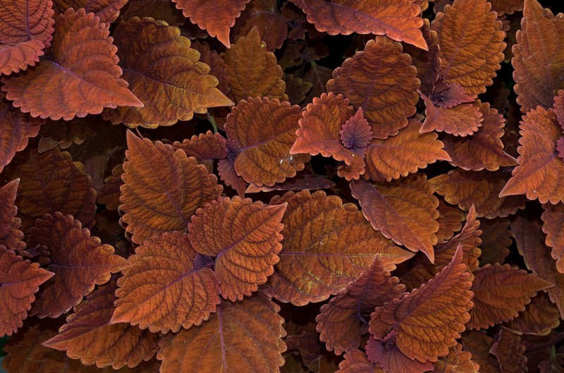 Common Coleus photo 3