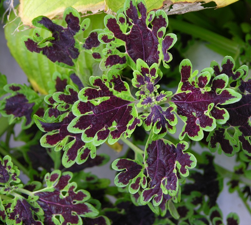 Common Coleus photo 2
