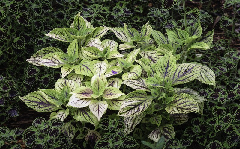 Common Coleus photo 4