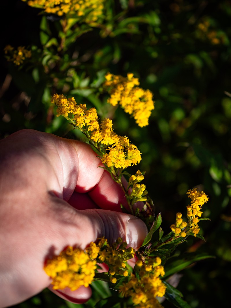 Solidago × asperula photo 2