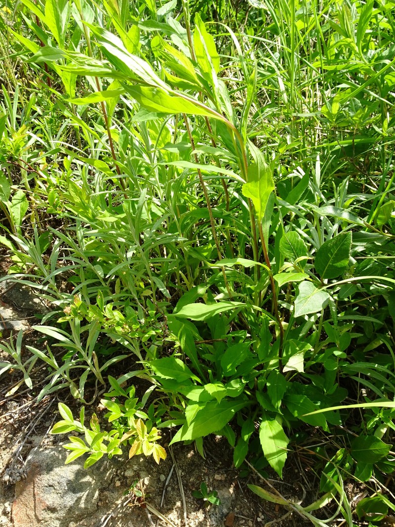 Goldenrod