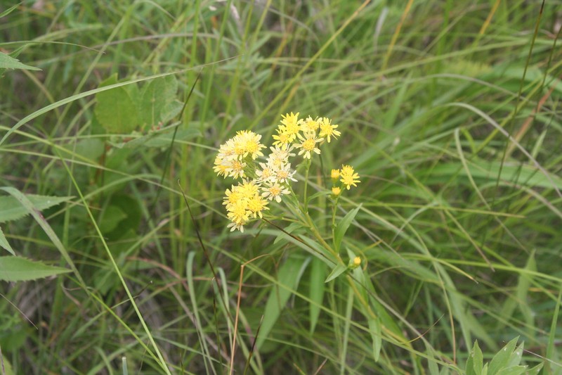 Goldenrod