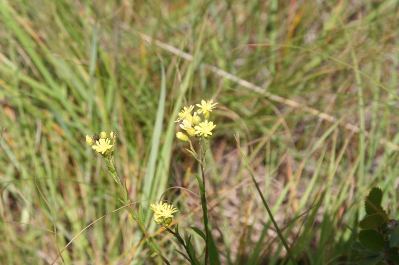 Goldenrod photo 2