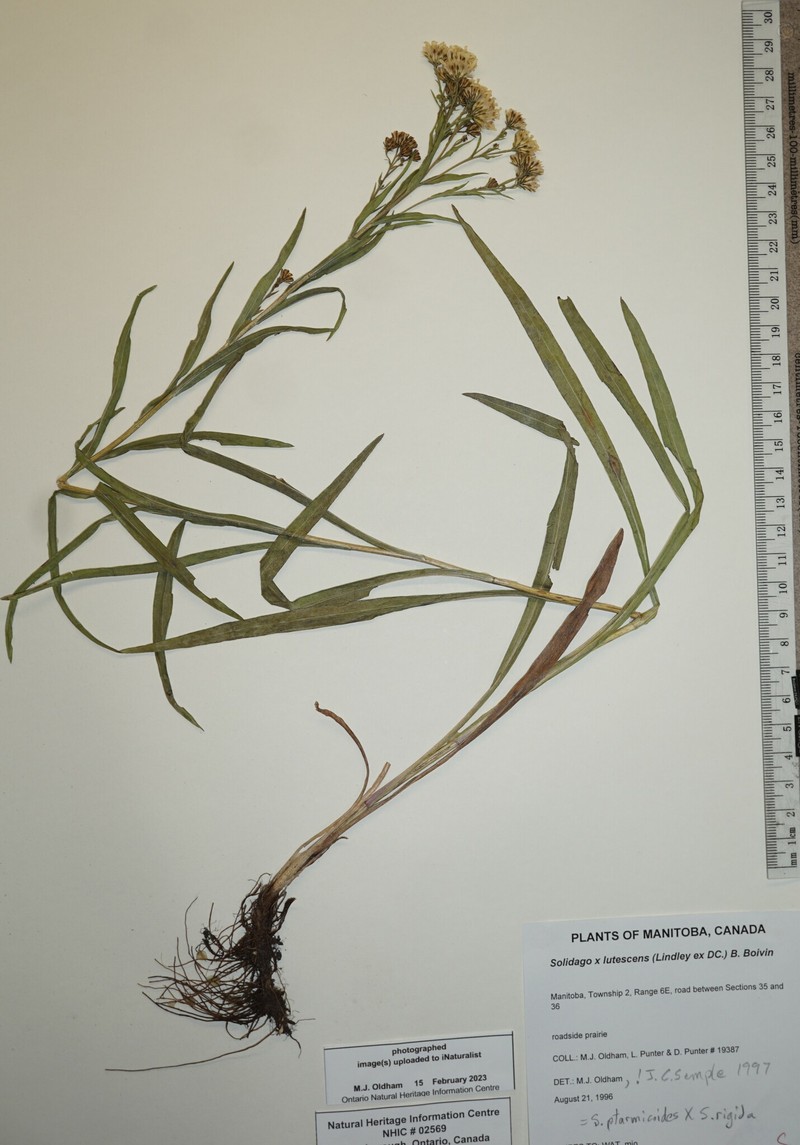 Goldenrod photo 3