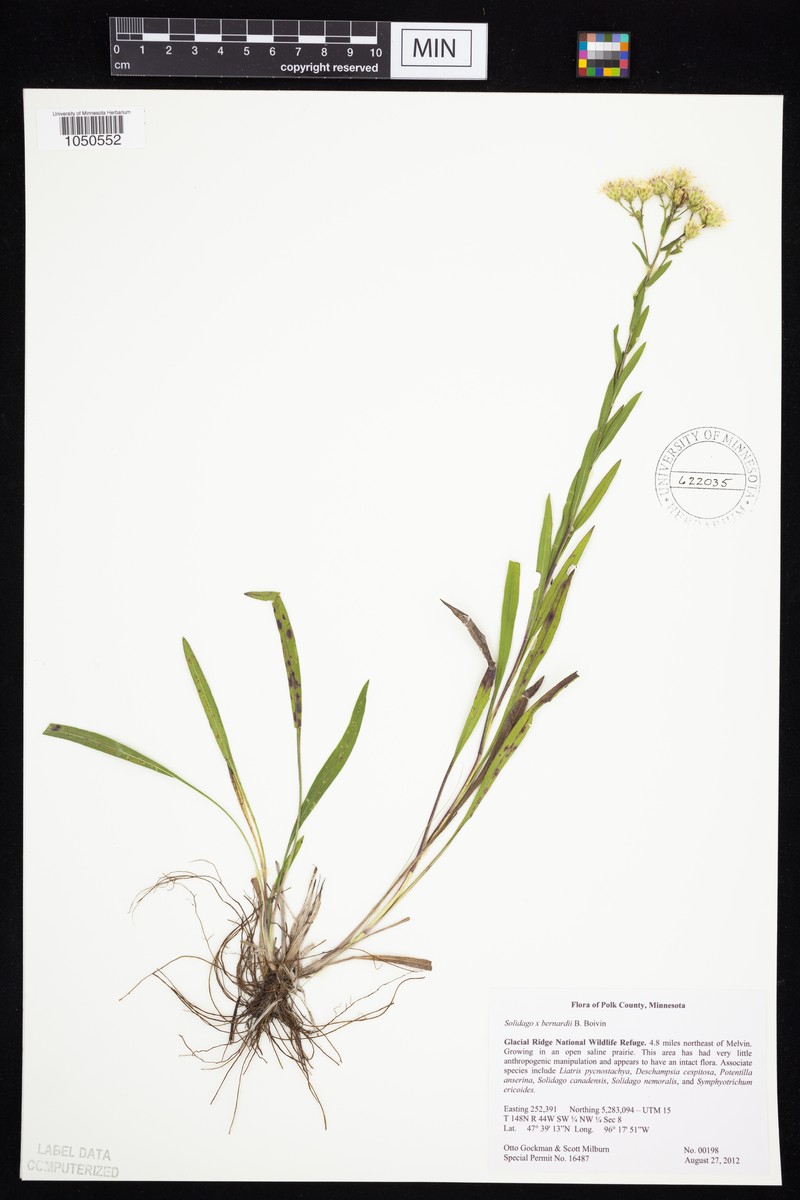 Goldenrod photo 4