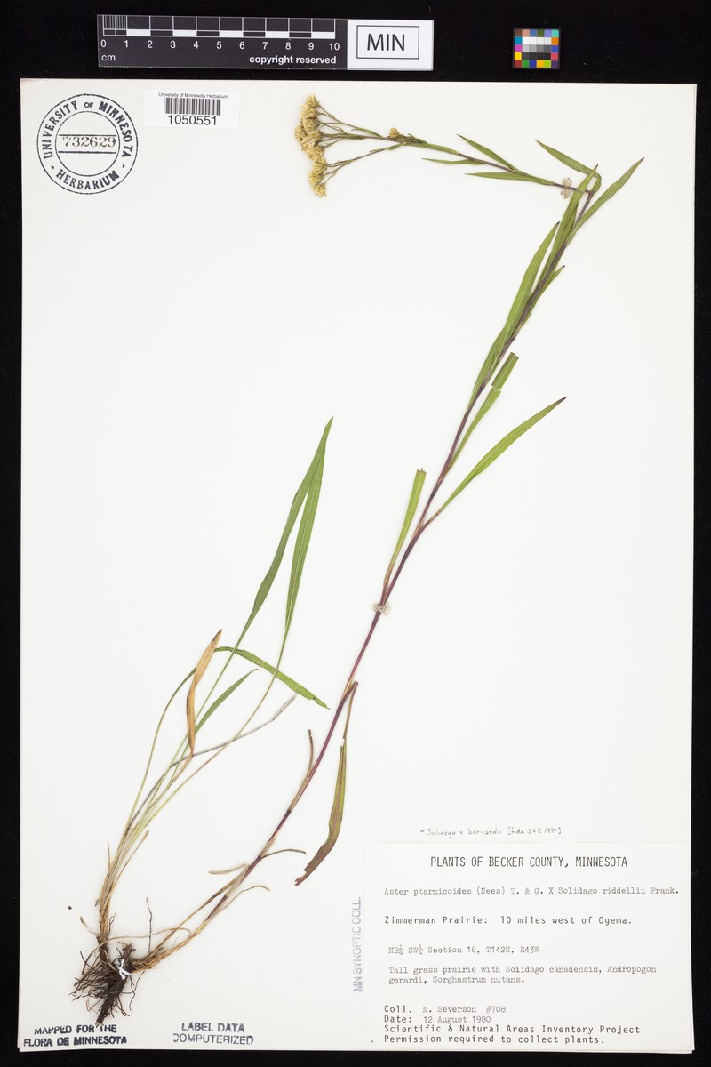 Goldenrod photo 5