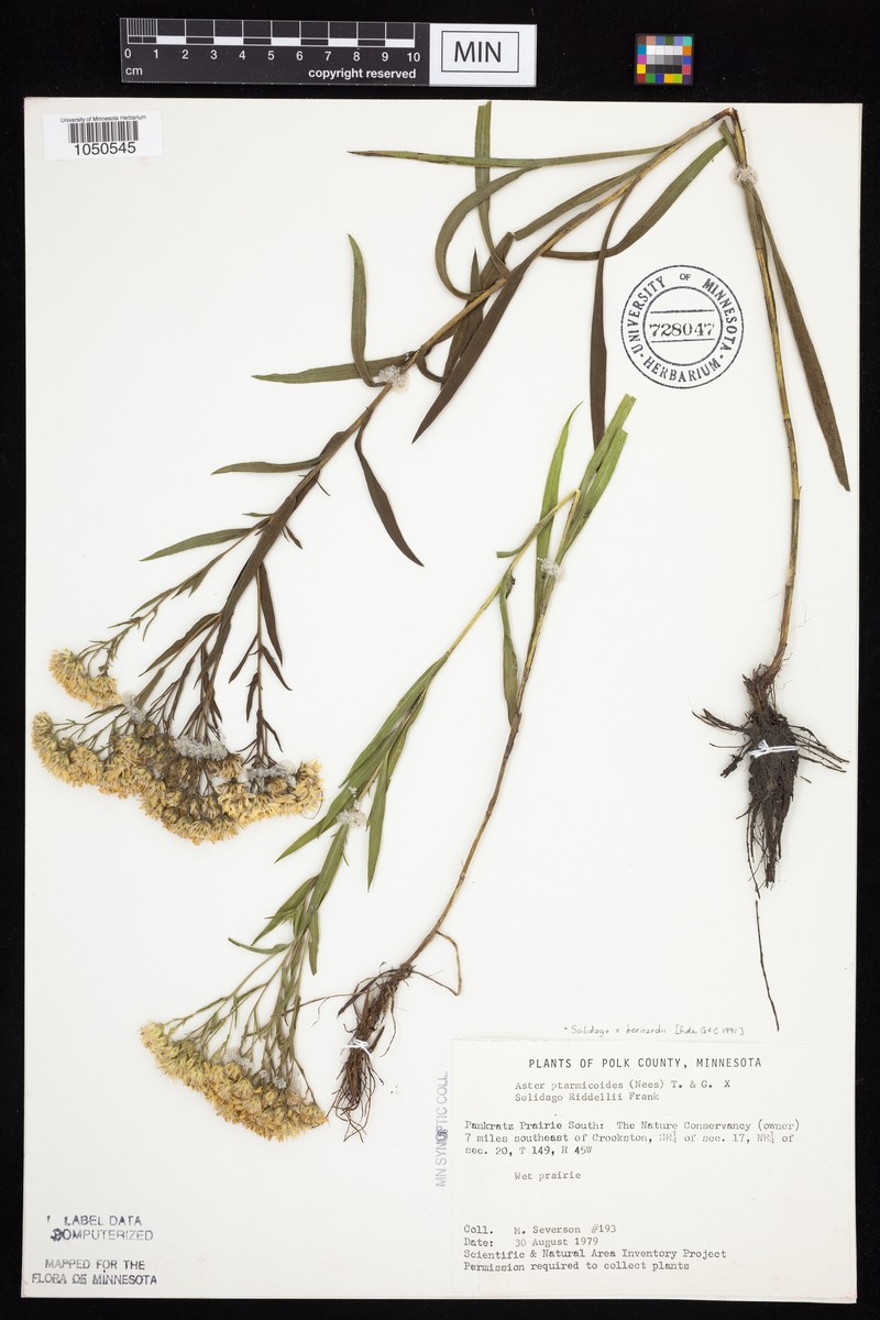 Goldenrod photo 8