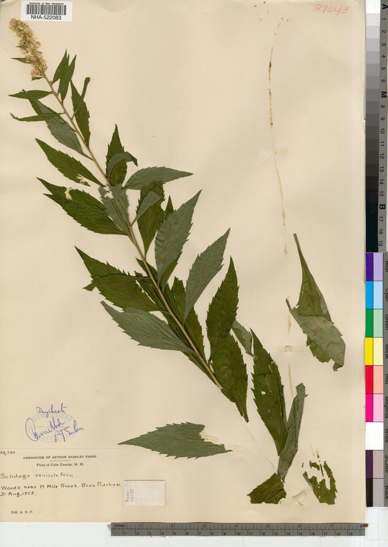 Limestone Goldenrod
