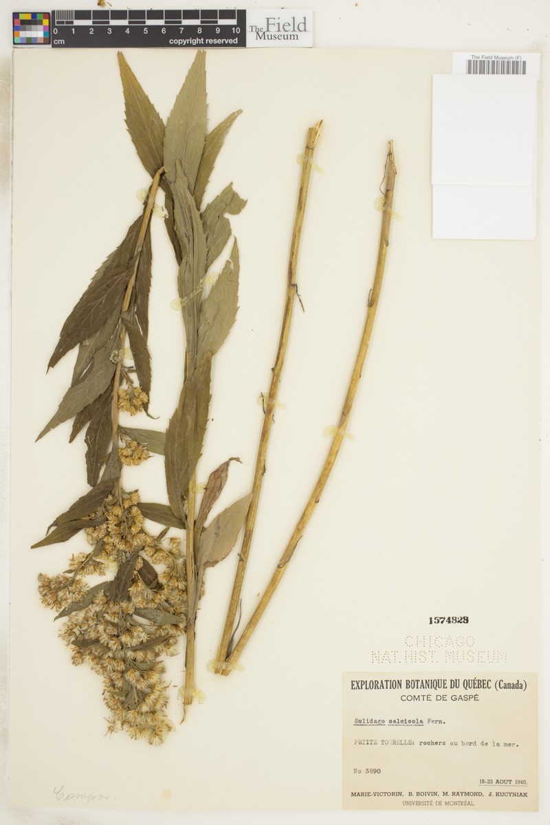 Limestone Goldenrod photo 3