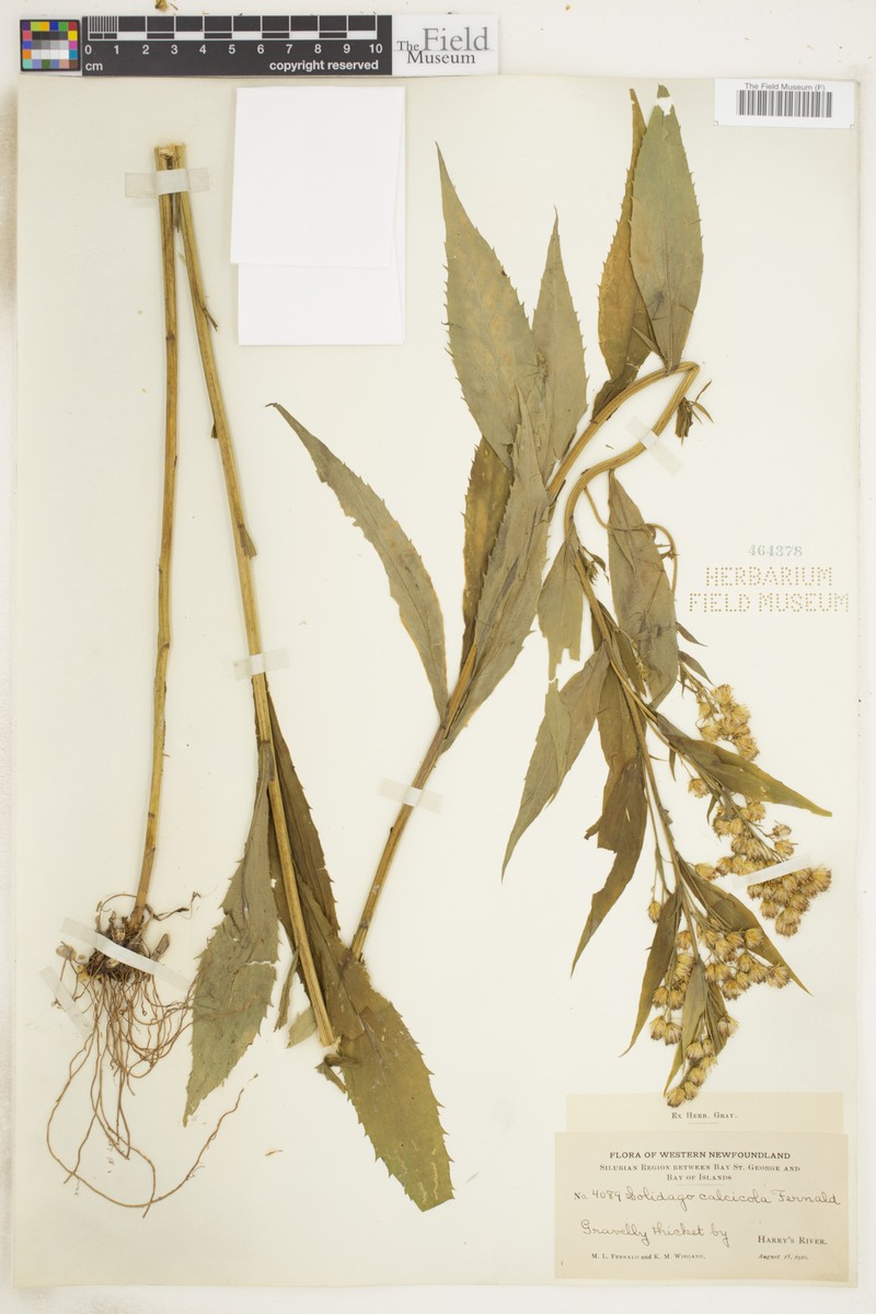 Limestone Goldenrod photo 4