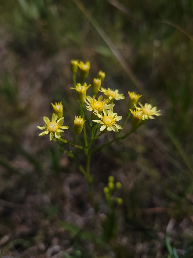 Goldenrod