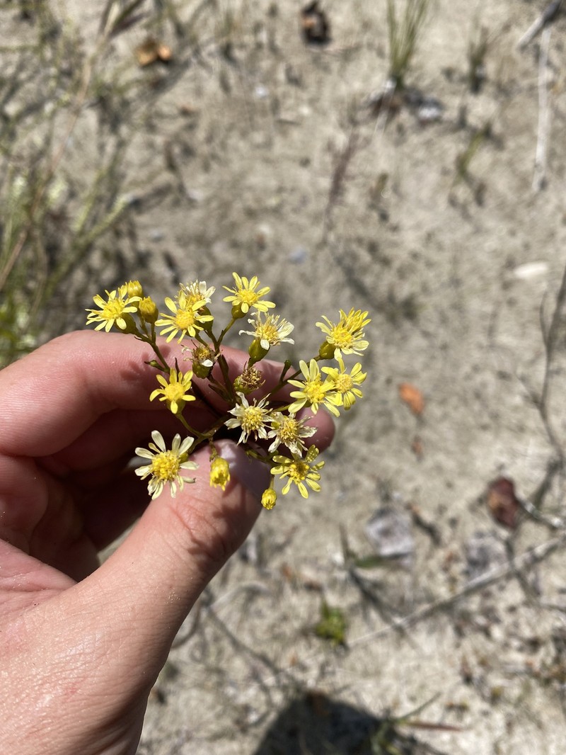 Goldenrod photo 2