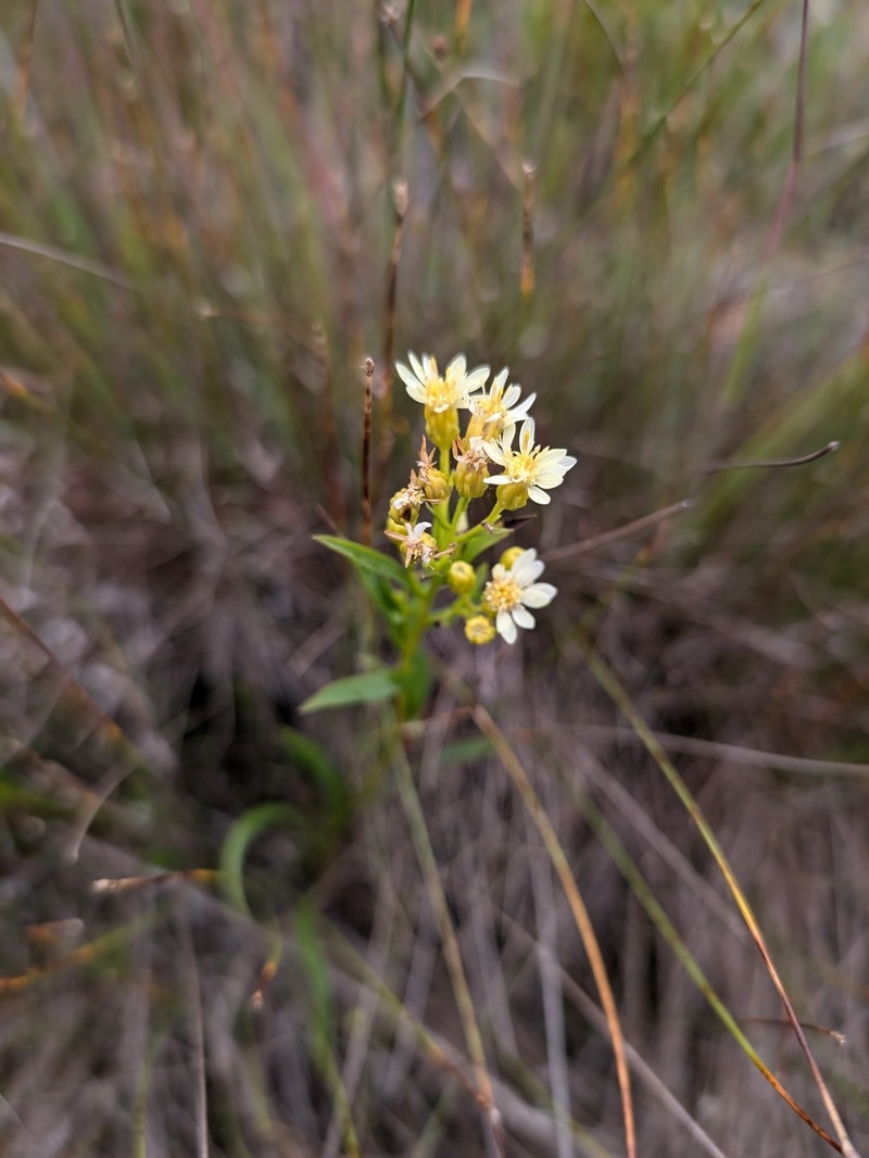 Goldenrod photo 3