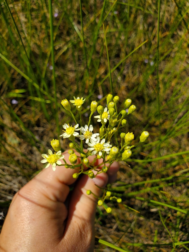 Goldenrod photo 4