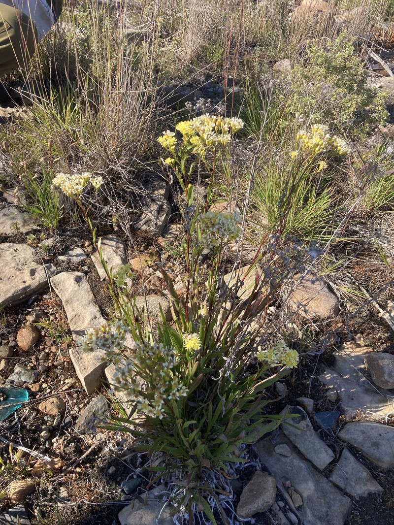 Goldenrod photo 5