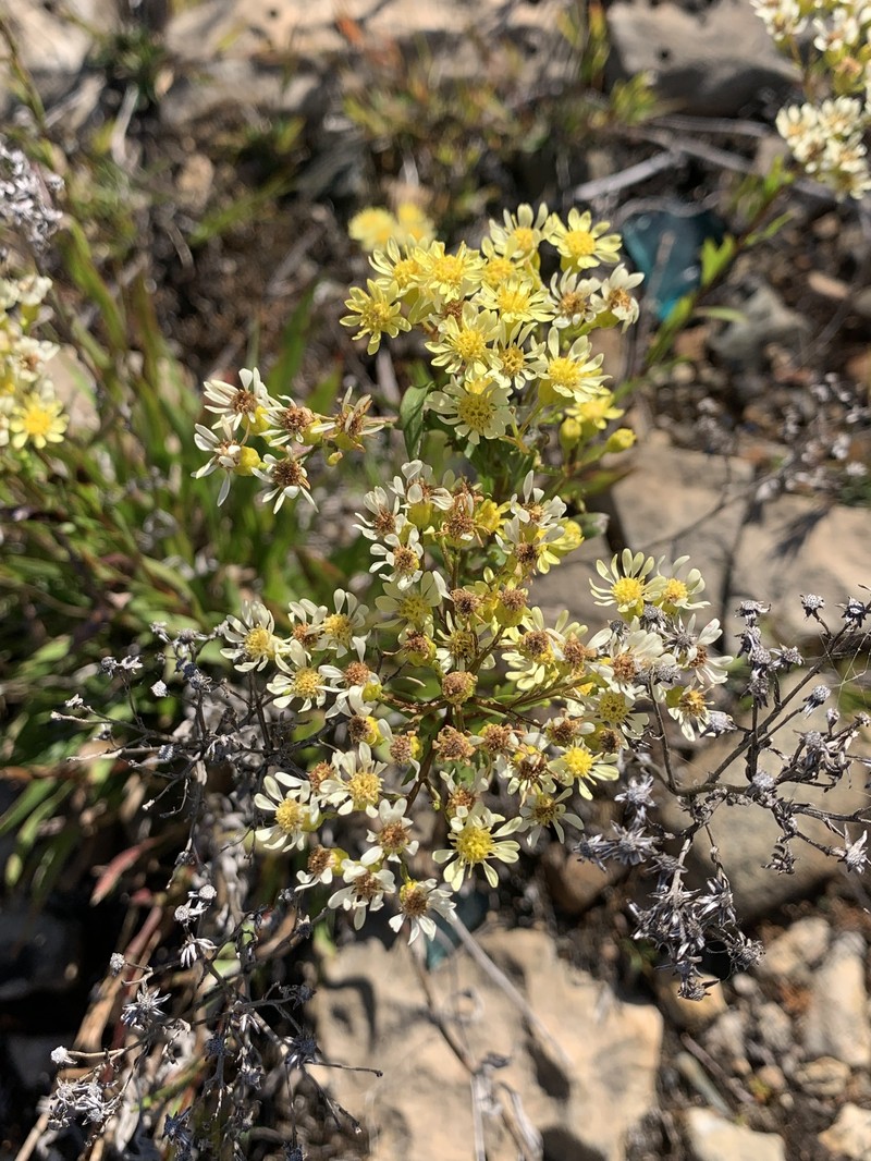 Goldenrod photo 6