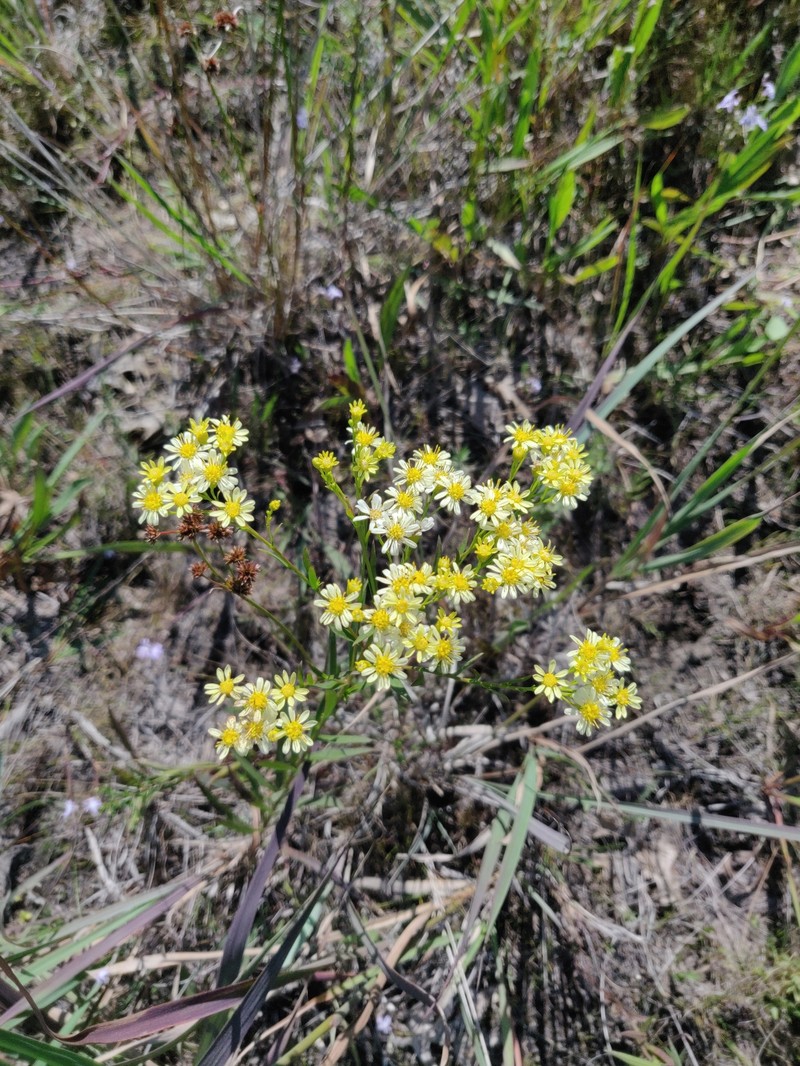 Goldenrod photo 7