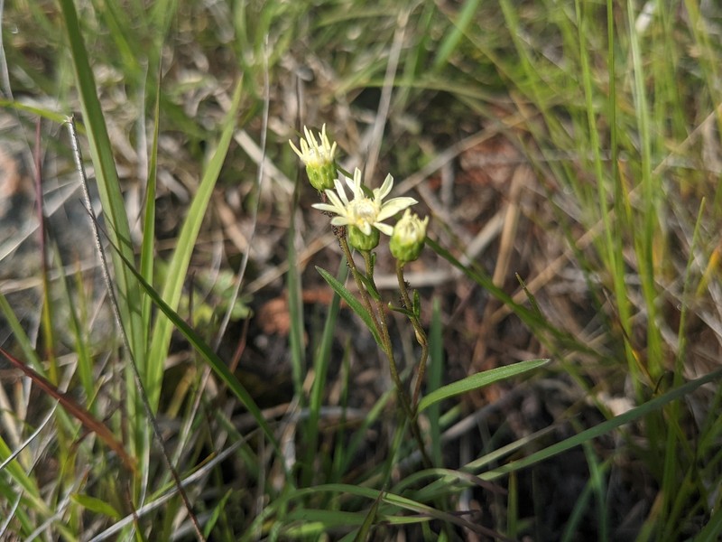 Goldenrod photo 8