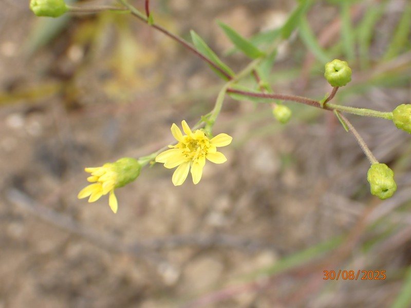 Goldenrod