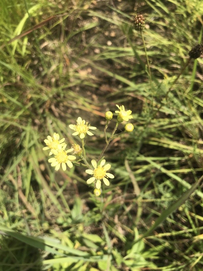 Goldenrod photo 2