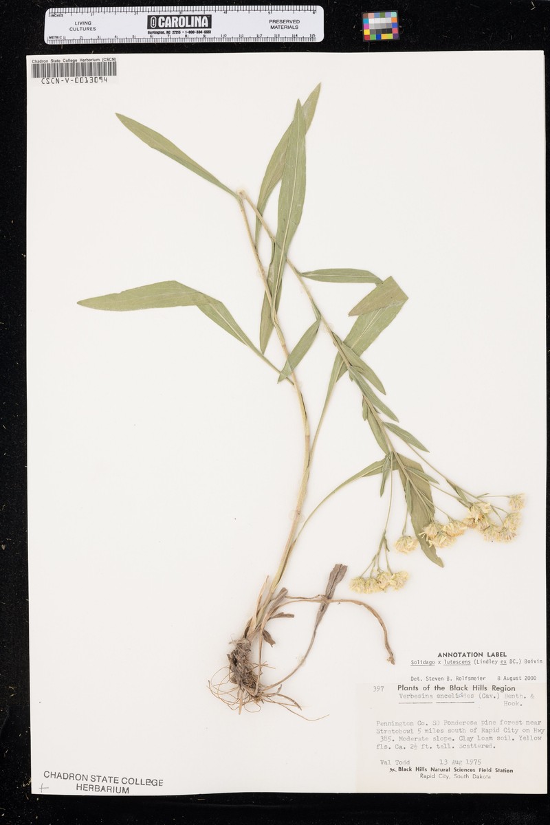 Goldenrod photo 3