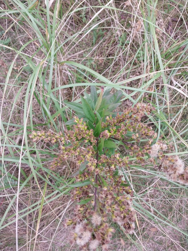 Goldenrod photo 3