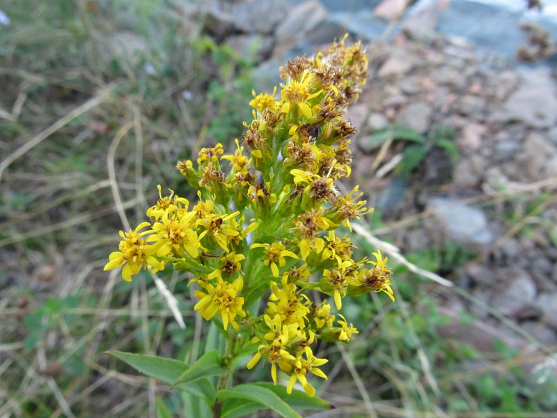 Goldenrod photo 4