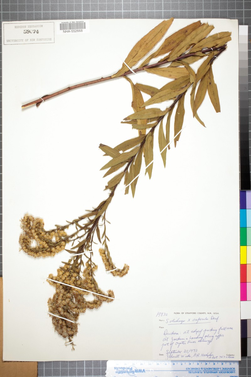 Goldenrod photo 6