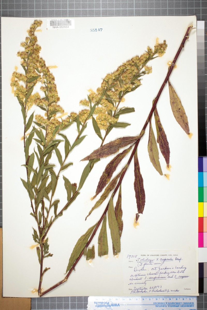 Goldenrod photo 7