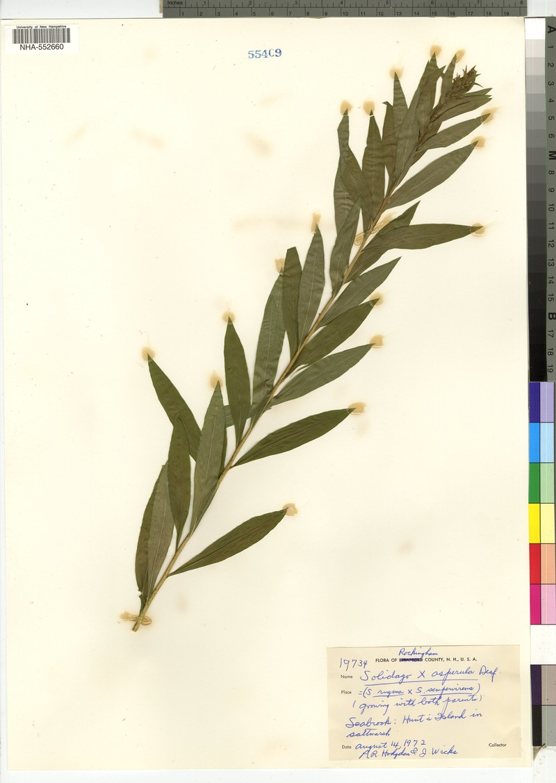 Goldenrod photo 8