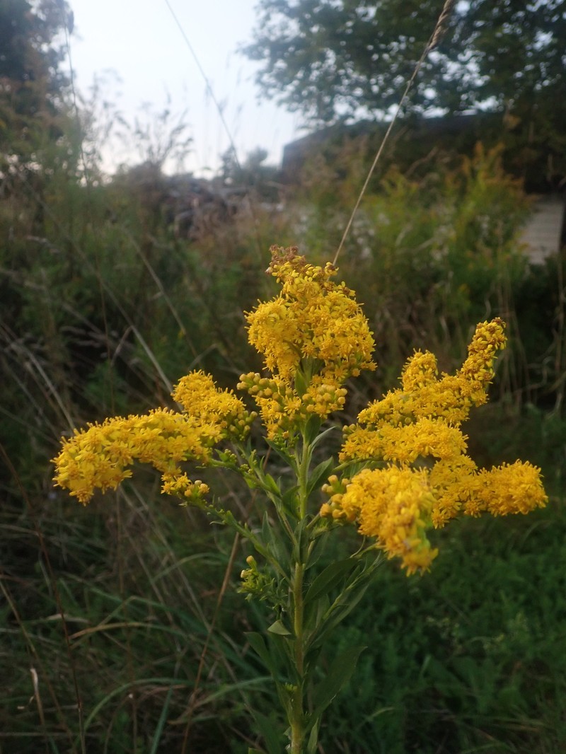 Goldenrod