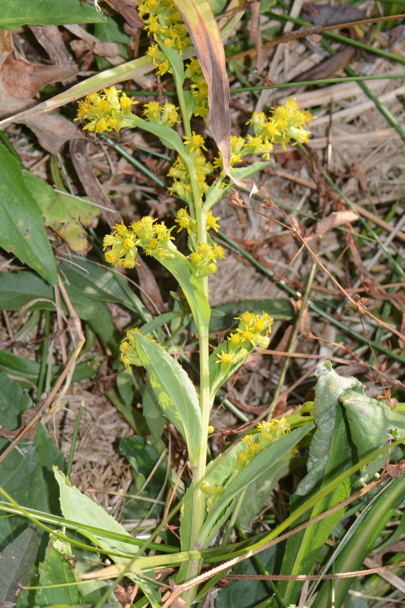 Goldenrod photo 2