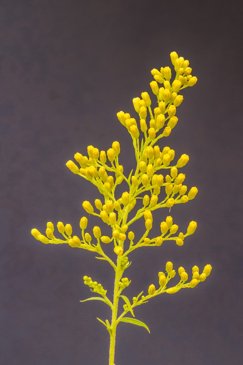 Goldenrod