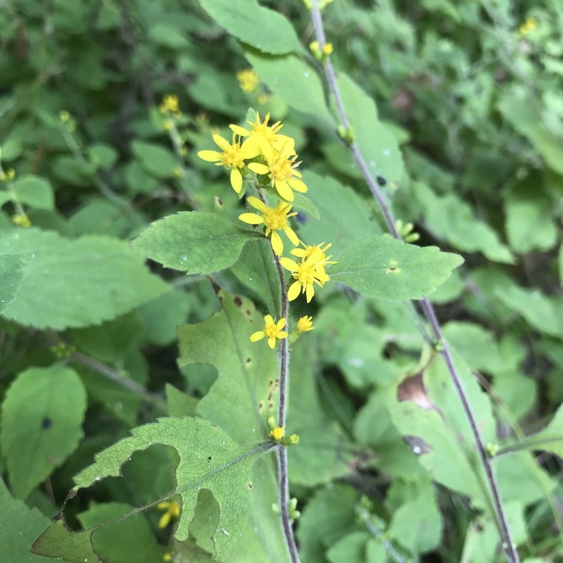 Whitehair Goldenrod photo 2