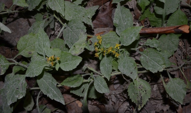 Whitehair Goldenrod photo 4
