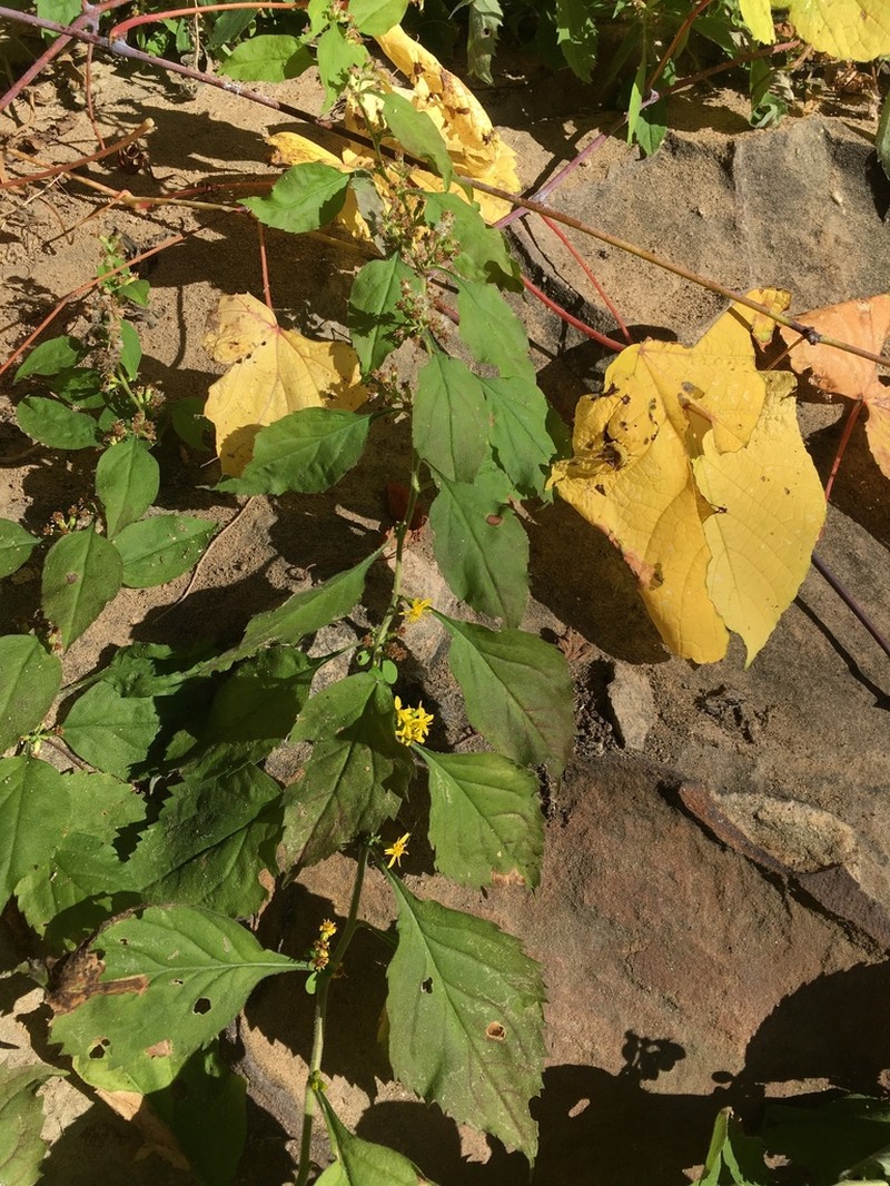 Whitehair Goldenrod photo 5