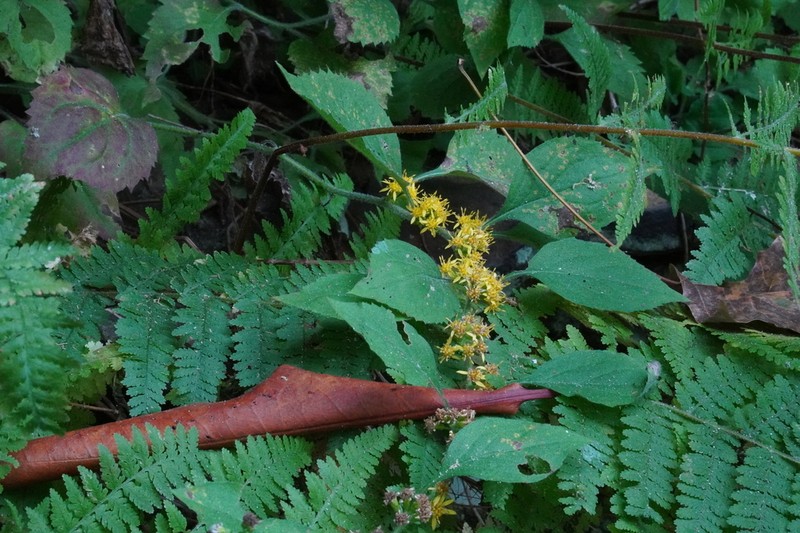 Whitehair Goldenrod photo 6