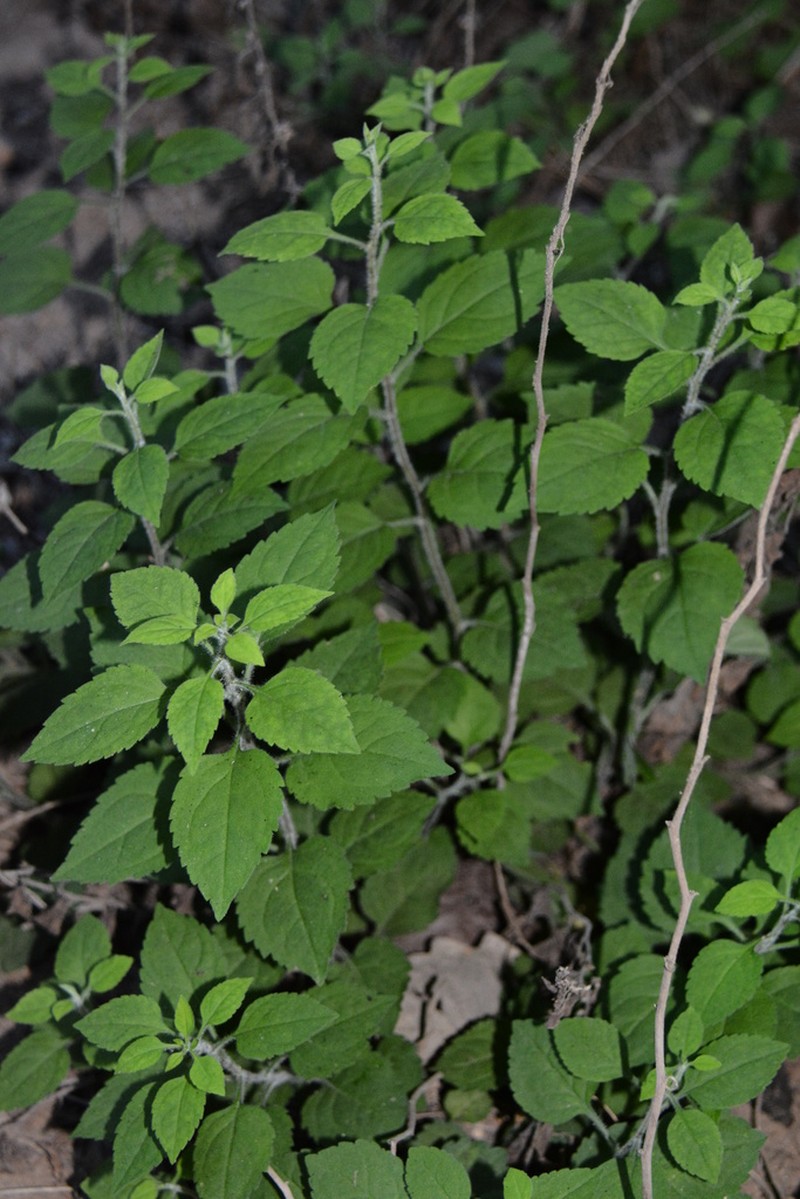 Whitehair Goldenrod photo 7