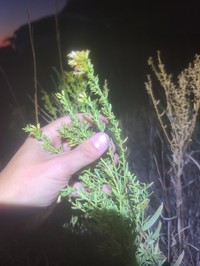 High Plains Goldenrod