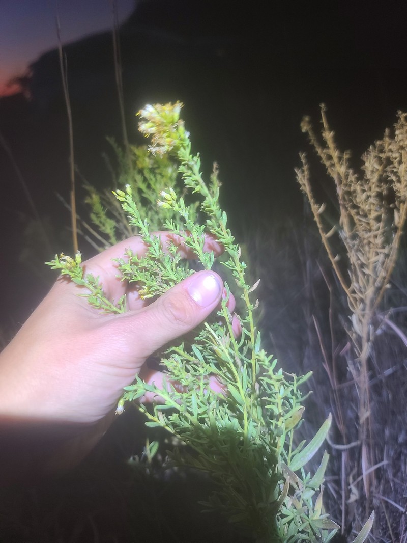 High Plains Goldenrod photo 2
