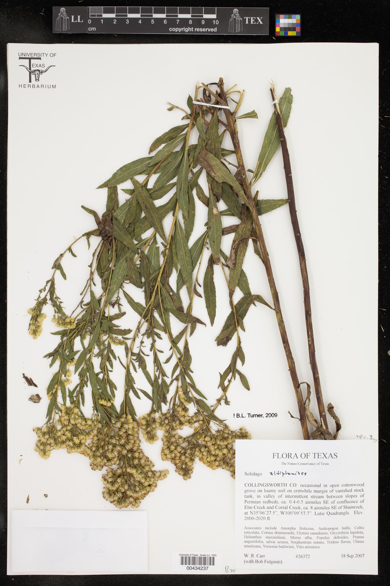 High Plains Goldenrod photo 3