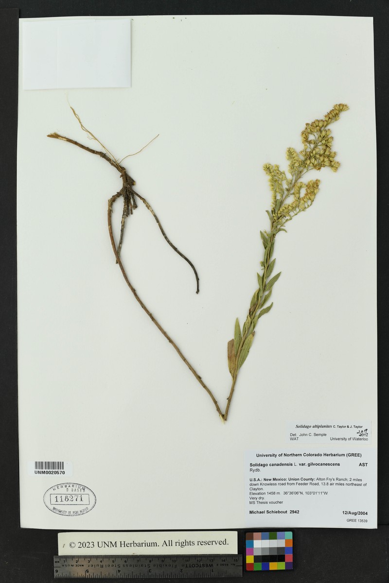 High Plains Goldenrod photo 4